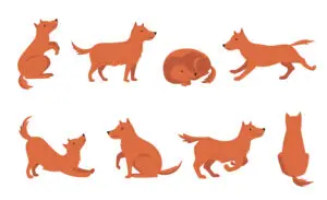 dogs different tail positions