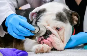 5 Major Health Concerns Dog Owners Must Watch For