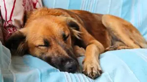 know more about Your Dog's sleep cycle