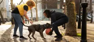 Unbelievable dog myths