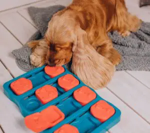 Unleash Your Dog's Mind