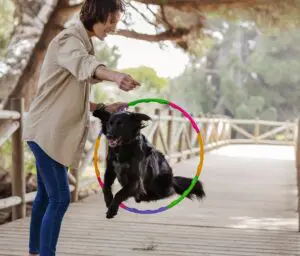 Benefits of Having a Dog