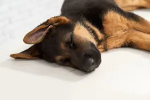 Your Dog's sleep cycle know more about it
