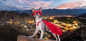 Super Power of Dogs
