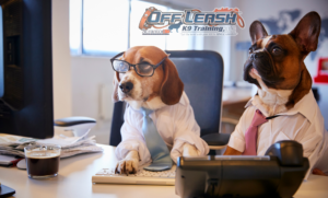 7 Surprising Facts and Benefits of Dog DNA Testing