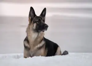 German Shepherd