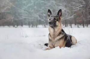 Facts Every German Shepherd Owner Should Know