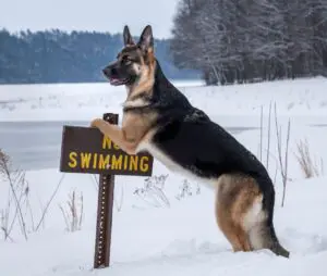 Facts Every Utah German Shepherd Owner Should Know