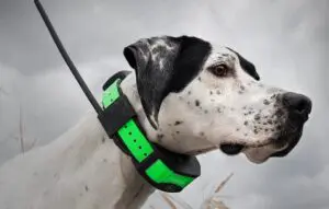 3 Powerful Dog Gadgets