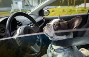 Top 7 Essential Dog Travel Tips for Stress-Free Trips