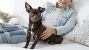 Benefits of Having a Dog