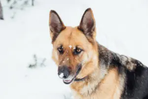 German Shepherd