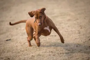 Benefits of Having a Dog