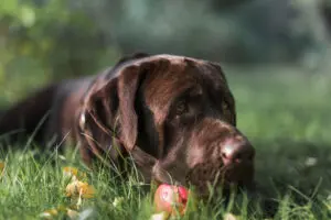 Amazing Super Senses of Dogs