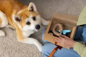 3 Powerful Dog Gadgets