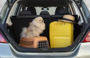Top 7 Essential Dog Travel Tips for Stress-Free Trips