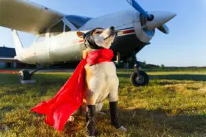 Top 7 Essential Dog Travel Tips for Stress-Free Trips