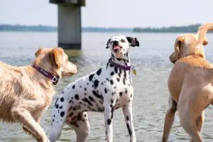 5 Powerful Benefits of Socializing Your Dog You Need to Know