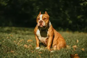 5 Fascinating Facts About the American Bully Breed