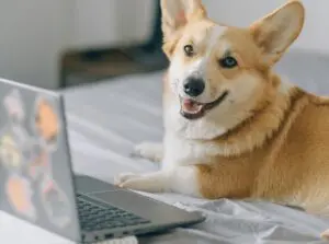 3 Powerful Dog Gadgets