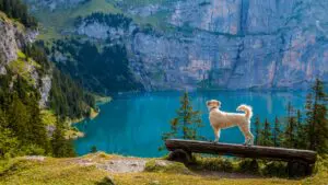 Top 7 Essential Dog Travel Tips for Stress-Free Trips