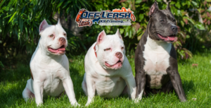5 Fascinating Facts About the American Bully Breed
