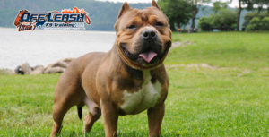 5 Fascinating Facts About the American Bully Breed