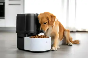 3 Powerful Dog Gadgets
