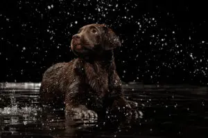 Amazing Super Senses of Dogs