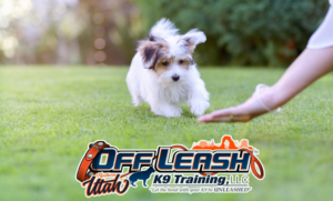 4 Essential Foundations for Raising a Happy & Healthy Puppy