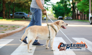 7 Powerful Facts About the First Guide Dog at Christmas