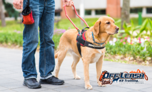 7 Powerful Facts About the First Guide Dog at Christmas