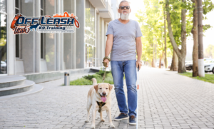 7 Powerful Facts About the First Guide Dog at Christmas