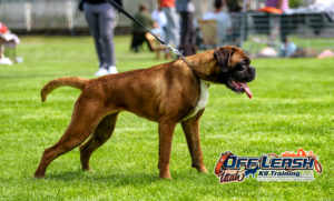 7 Game-Changing Boxer Dog Facts Every That You Should Discover