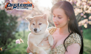 7 Mind-Blowing Facts About Shiba Inu You’ll Love to Know