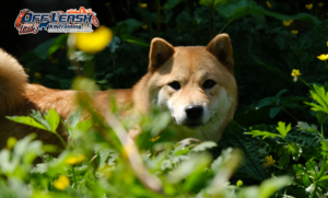 7 Mind-Blowing Facts About Shiba Inu You’ll Love to Know