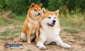 7 Mind-Blowing Facts About Shiba Inu You’ll Love to Know