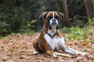 7 Game-Changing Boxer Dog Facts Every That You Should Discover