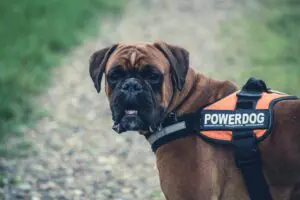 7 Game-Changing Boxer Dog Facts Every That You Should Discover