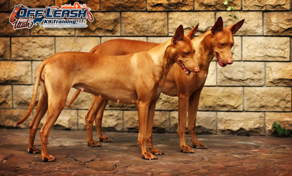 5 Mind-Blowing Facts About the Pharaoh Hound’s Rich Heritage