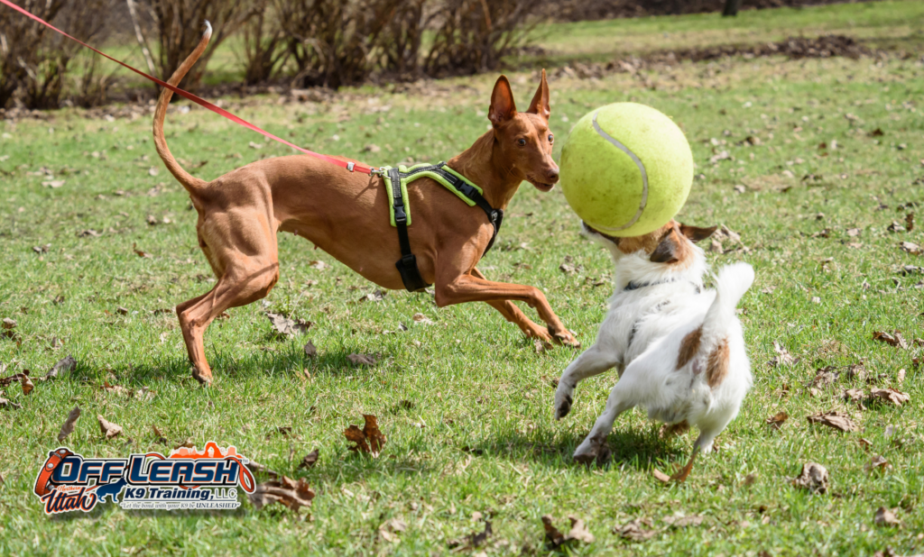 5 Mind-Blowing Facts About the Pharaoh Hound’s Rich Heritage