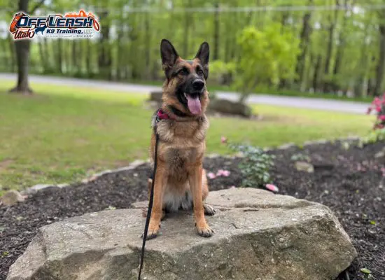 5 Amazing Truths About Stay and Place Commands