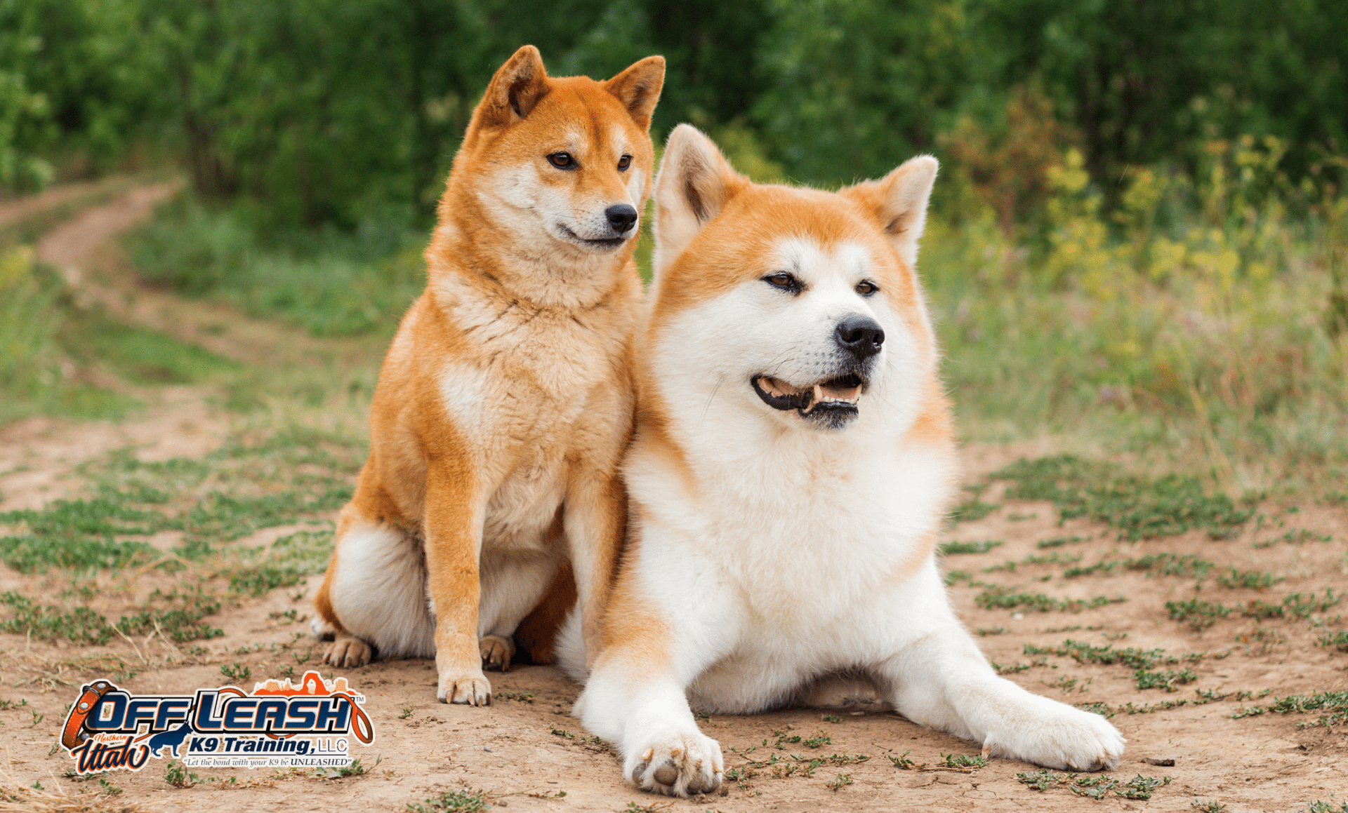 Utah-Shiba-Inu.png