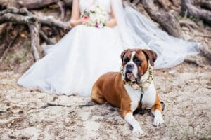 7 Game-Changing Boxer Dog Facts Every That You Should Discover