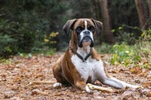 7 Game-Changing Boxer Dog Facts Every That You Should Discover