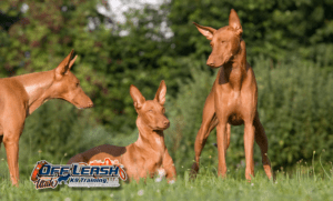 5 Mind-Blowing Facts About the Pharaoh Hound’s Rich Heritage
