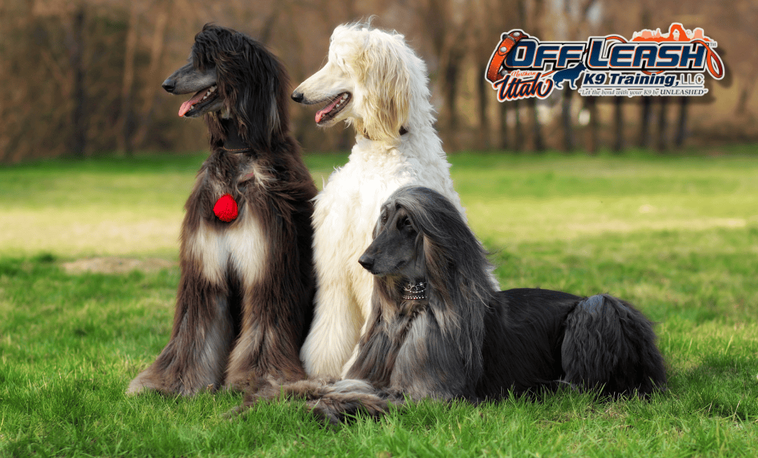 Three dogs posing during dog training Taylorsville UT class.