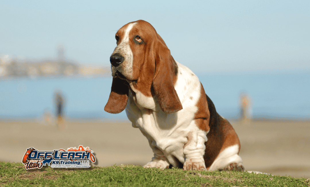 Basset Hound puppy training Salt Lake City UT by the beach