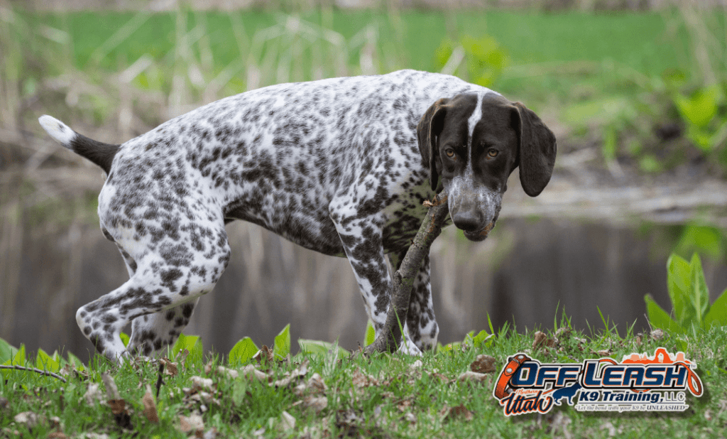 Dog training Murray UT with pointer during outdoor obedience