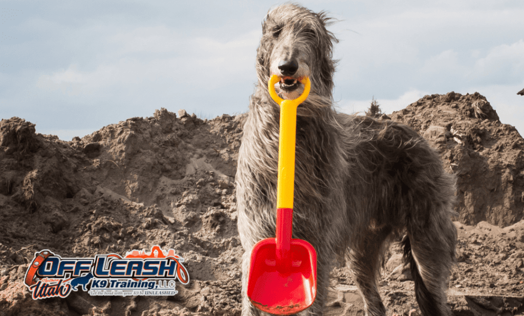 Dog training Millcreek UT with playful dog holding a shovel.